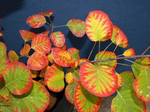 Perukowiec podolski (Cotinus cogygria) Golden Spirit - jesień